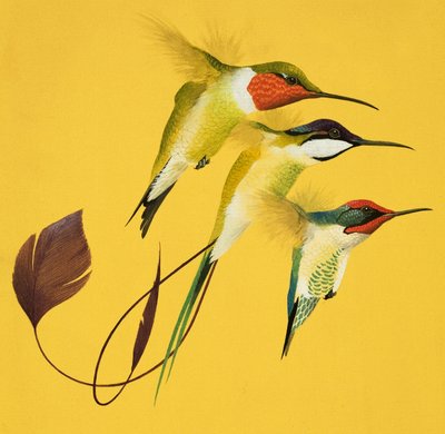 Humming Birds (gouache sobre papel) de English School