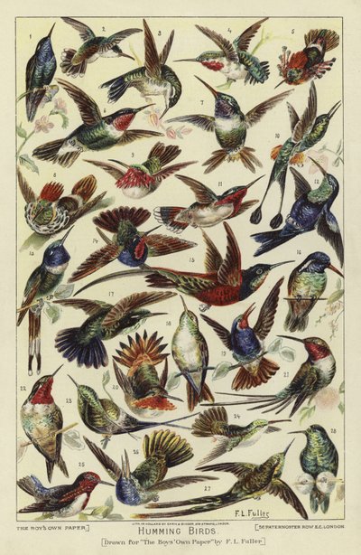 Colibríes de English School