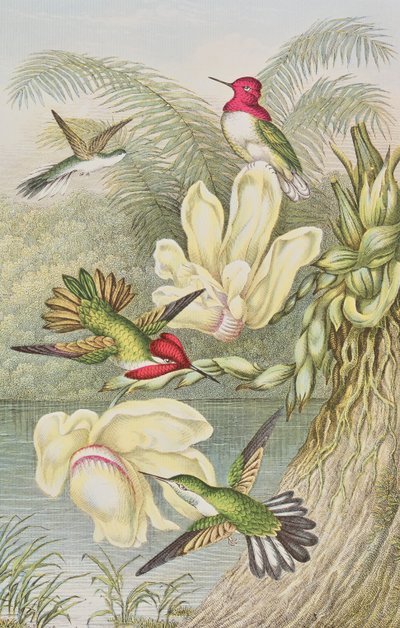 Colibríes entre flores tropicales de English School