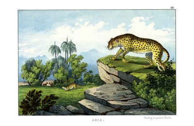 Caza del leopardo de English School