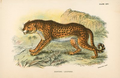 Leopardo Cazador de English School