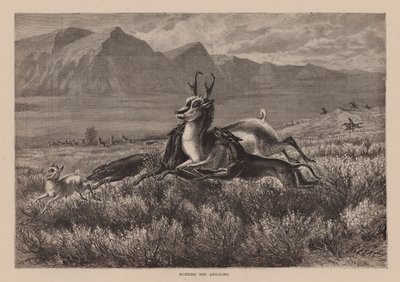 La caza del antílope (grabado) de English School