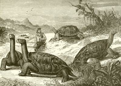 Caza de tortugas en la costa de Nueva Guinea de English School