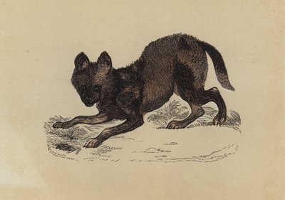 Perro Hiena de English School