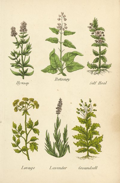 Hisopo, Betoney, Self Heal, Lovage, Lavanda, Groundsell (litografía en color) de English School