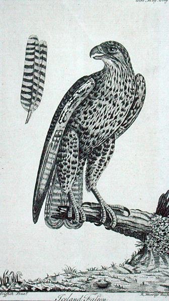 Halcón islandés (Falco Rusticolus), de 