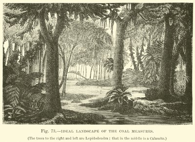 Paisaje Ideal de las Medidas del Carbón de English School