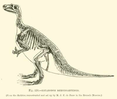 Iguanodon Bernissartensis de English School
