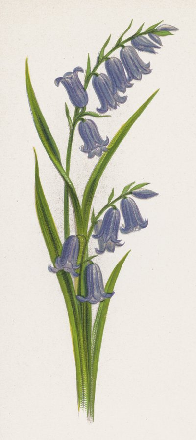 Ilustración para Un sueño de un jardín de English School