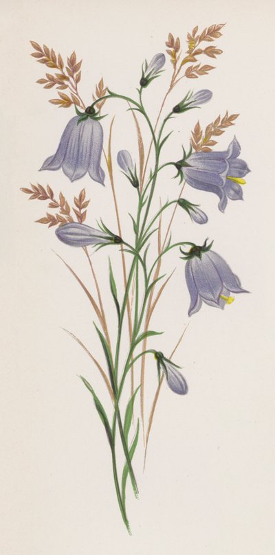 Ilustración de Un sueño de un jardín (litografía a color) de English School
