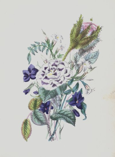 Ilustración para el álbum Moss Rose (litografía en color) de English School