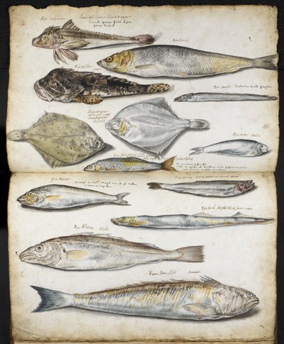 Ilustraciones relacionadas con De Historia Piscium, de John Ray, c.1686 (acuarela sobre papel) de English School