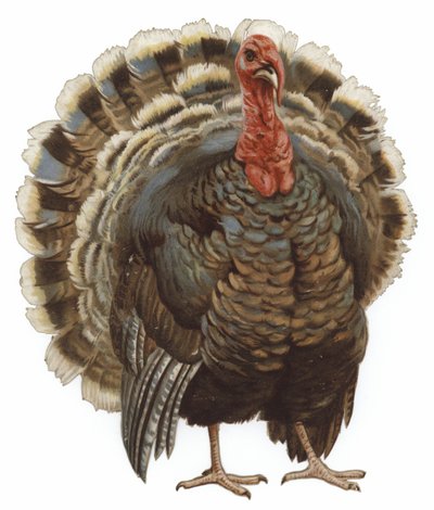 Imagen de un pavo de English School