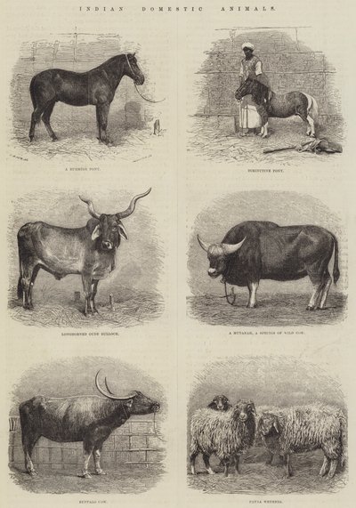 Animales Domésticos Indios (grabado) de English School