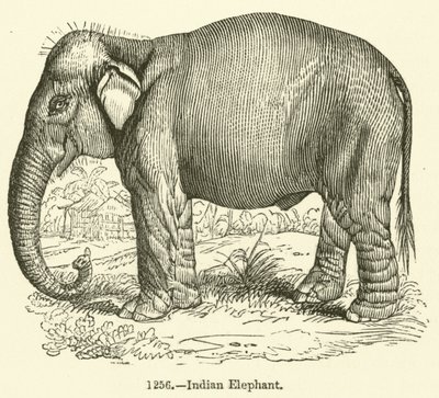 Elefante Indio de English School