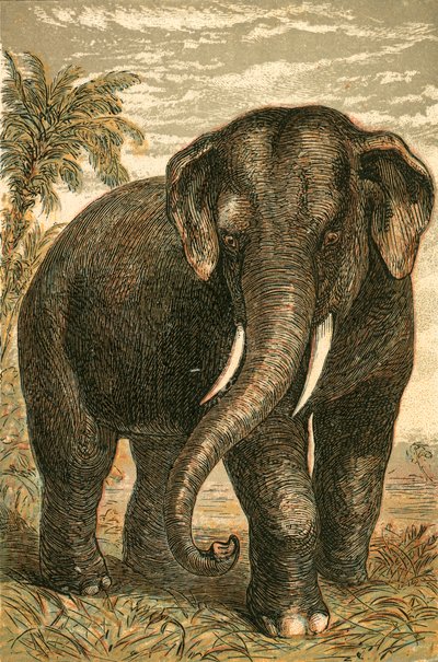Elefante indio de English School