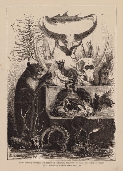 Trofeos de caza y especímenes zoológicos de la India, coleccionados por S.A.R. el Príncipe de Gales (grabado) de English School