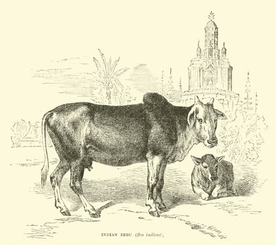 Zebu indio, Bos indicus de English School