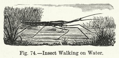 Insecto Caminando sobre el Agua de English School
