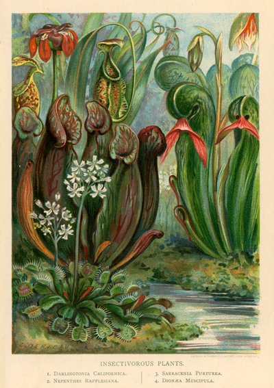 Plantas insectívoras de English School