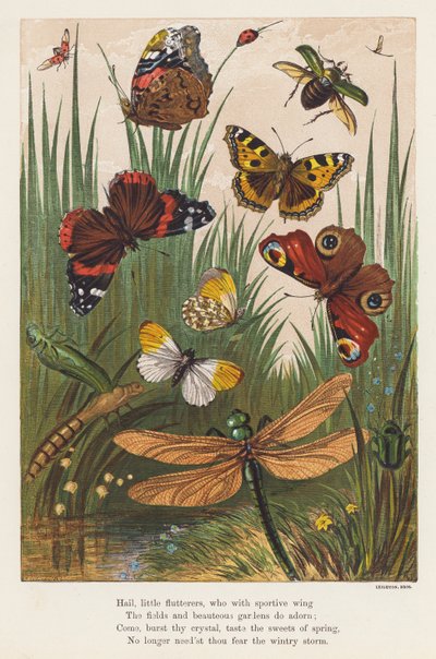 Insectos (litografía en color) de English School