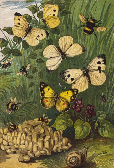 Insectos (litografía en color) de English School