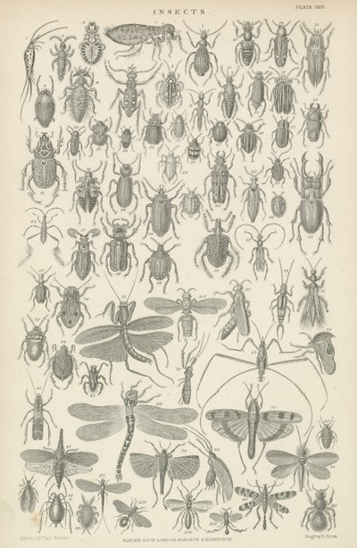Insectos (grabado) de English School