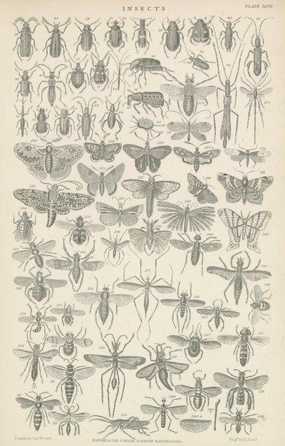 Insectos de English School