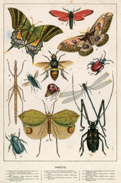 Insectos de English School