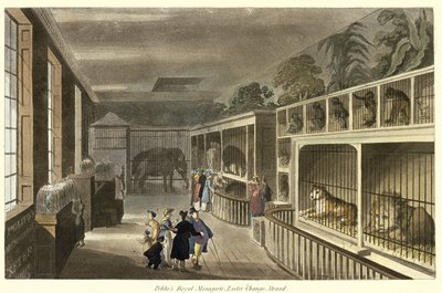 Vista interior de la Menagerie Real de Polito, Exeter Change, Strand, 1812 de English School