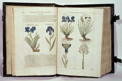 Iris (Flores de lis), seis variedades de 
