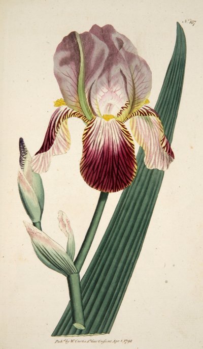 Iris Sambucina Iris con aroma a saúco, pub. 1792 grabado coloreado a mano de English School