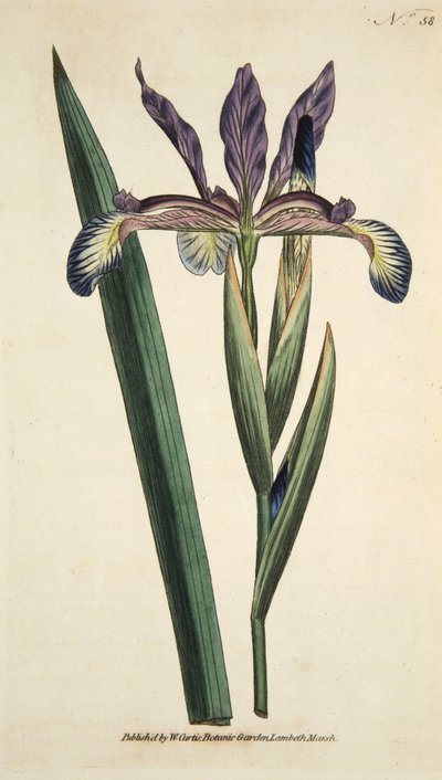 Iris Spuria (Iris Espurio), de The Botanical Magazine or Flower Garden Displayed, pub. 1790 (grabado coloreado a mano) de English School