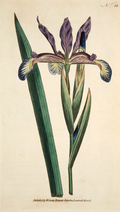 Iris Spuria Iris Espuria, pub. 1790 grabado a mano coloreado de English School