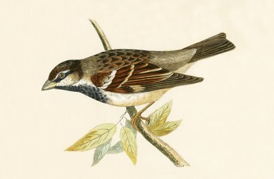 Gorrión Italiano, ilustración de 