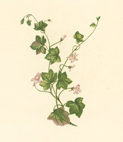 Linaria cymbalaria (litografía en color) de English School