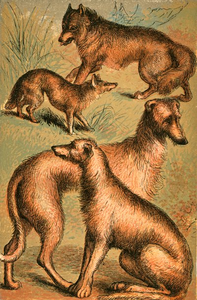 Chacal, Lobo, Lebrel Irlandés y Lebrel de English School