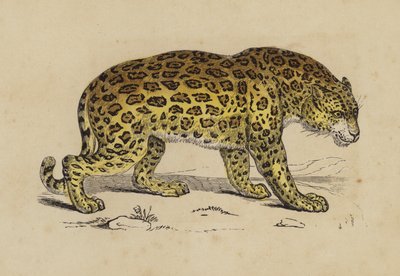 Jaguar de English School