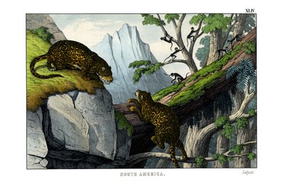 Jaguar de English School