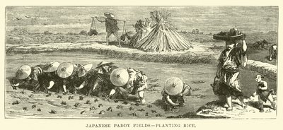 Campos de arroz japoneses, plantando arroz de English School