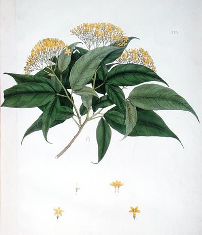 Jasminum Heterophyllum de English School