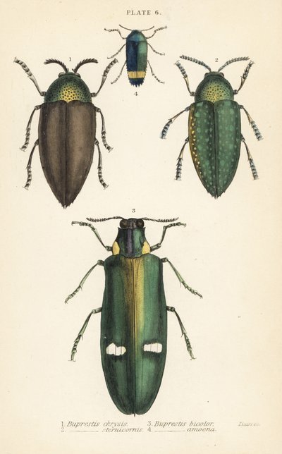 Escarabajos joya: Buprestis chrysis 1, Buprestis sternicornis 2, Buprestis bicolor 3, Buprestis amoena 4 de English School