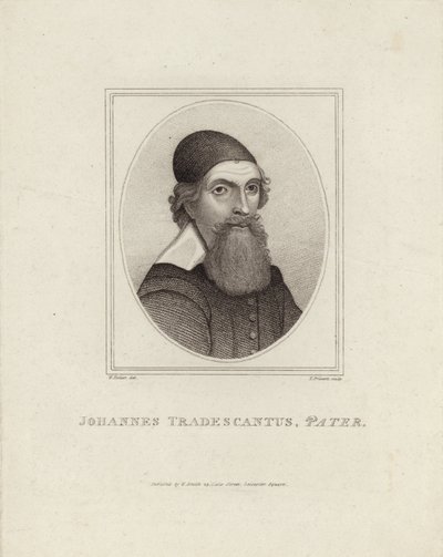 Johannes Tradescantus Pater de English School