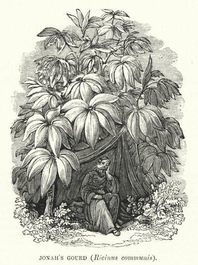 Calabaza de Jonás, Ricinus communis de English School