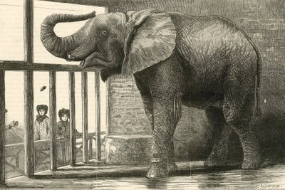 Jumbo, el gran elefante africano de los jardines zoológicos (grabado) de English School