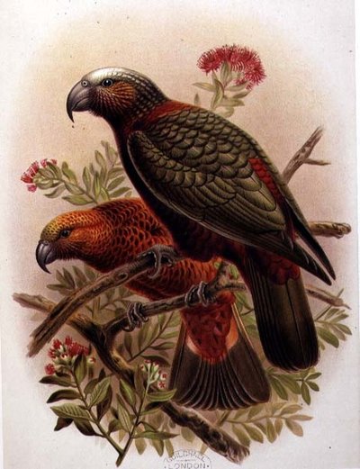Loro Kaka y Variedad Kaka-Kura de 
