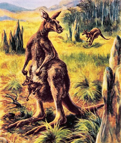 Canguro de English School