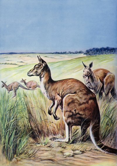 Canguros, Australia (litografia en color) de English School
