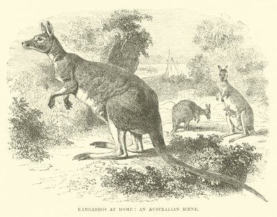 Canguros en casa, una escena australiana de English School