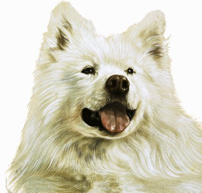 Keeshond de English School